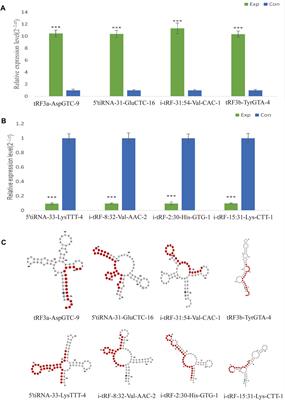 Differential expression spectrum and targeted gene prediction of tRNA-derived small RNAs in idiopathic pulmonary arterial hypertension